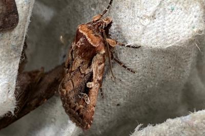 <i>Xestia agathina</i>