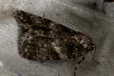 <i>Acronicta rumicis</i>