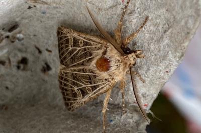 <i>Tholera decimalis</i>