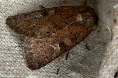 <i>Xestia xanthographa</i>