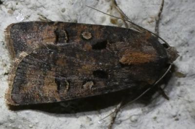 <i>Agrotis trux</i>
