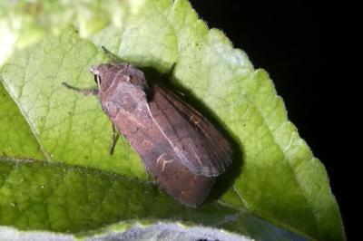 <i>Xestia xanthographa</i>