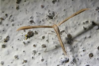 <i>Emmelina monodactyla</i>