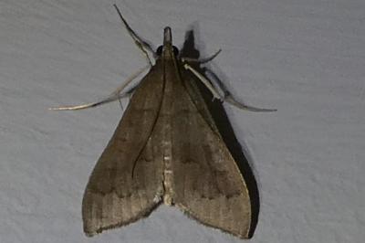 <i>Mecyna asinalis</i>