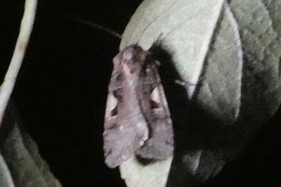 <i>Xestia c-nigrum</i>