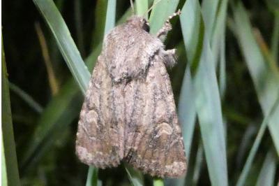 <i>Luperina testacea</i>