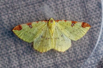 <i>Opisthograptis luteolata</i>