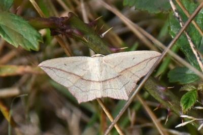 <i>Timandra comae</i>