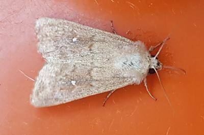 <i>Mythimna ferrago</i>