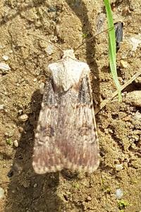<i>Agrotis puta</i>
