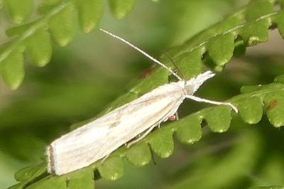 <i>Agriphila inquinatella</i>