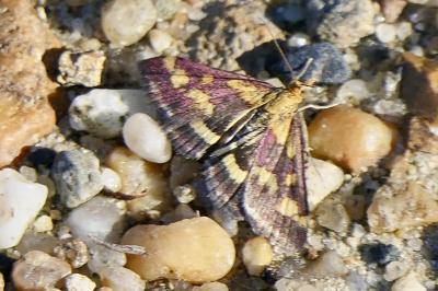 <i>Pyrausta purpuralis</i>