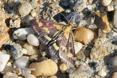 <i>Pyrausta purpuralis</i>