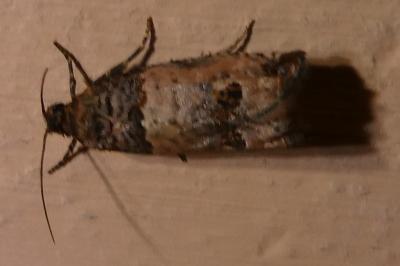 <i>Notocelia incarnatana</i>