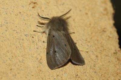 <i>Diaphora mendica</i>