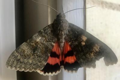<i>Catocala elocata</i>