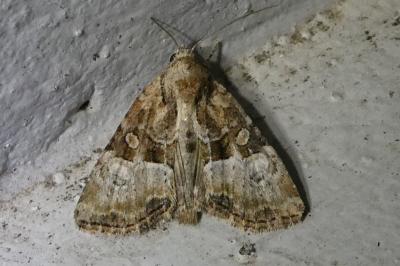 <i>Mesoligia furuncula</i>