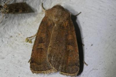 <i>Xestia xanthographa</i>