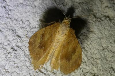 <i>Camptogramma bilineata</i>