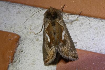 <i>Macdunnoughia confusa</i>