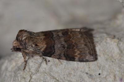 Cymatophorina diluta