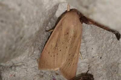 Rhizedra lutosa