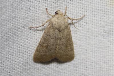 <i>Hoplodrina ambigua</i>