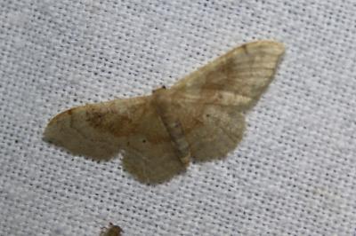 <i>Idaea degeneraria</i>