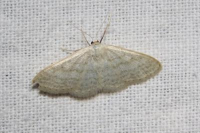 <i>Idaea subsericeata</i>