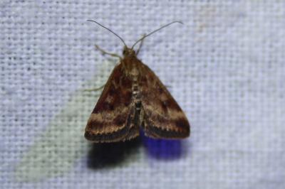 <i>Pyrausta despicata</i>
