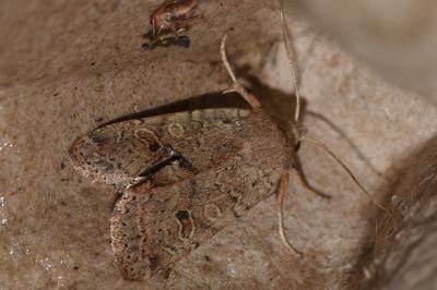 <i>Propenistra laevis</i>