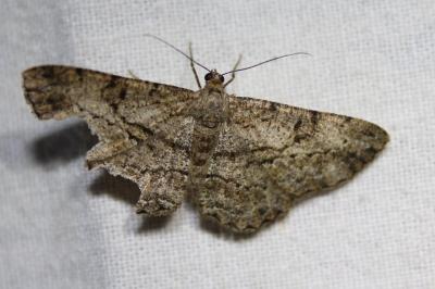 <i>Peribatodes rhomboidaria</i>