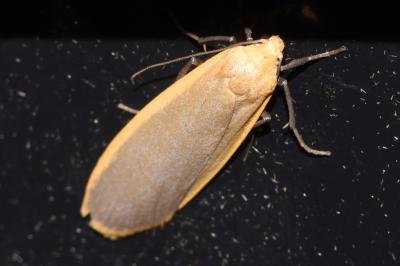 <i>Collita griseola</i>