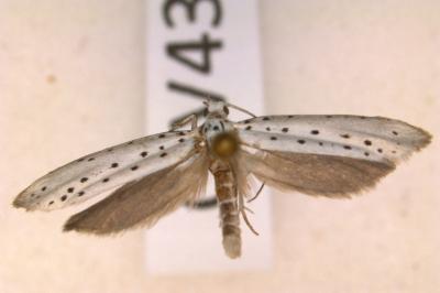 <i>Yponomeuta cagnagella</i>