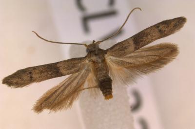 <i>Hypatopa segnella</i>