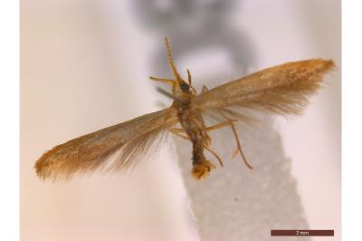 <i>Coleophora flavipennella</i>