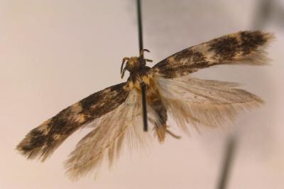 <i>Apatema apolausticum</i>