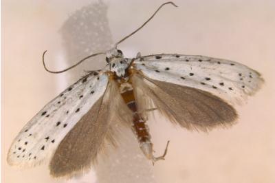 <i>Yponomeuta cagnagella</i>