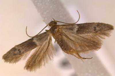 <i>Hypatopa segnella</i>
