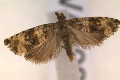 <i>Celypha rurestrana</i>