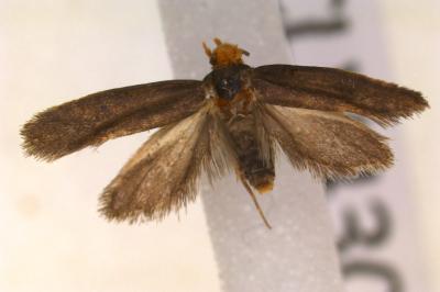 <i>Cephimallota crassiflavella</i>