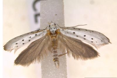 <i>Yponomeuta cagnagella</i>