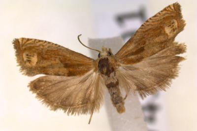 <i>Spilonota ocellana</i>