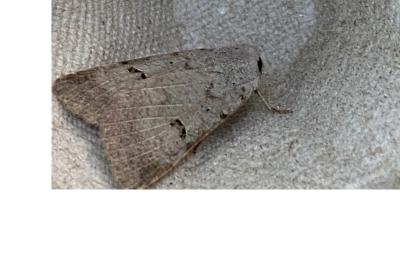 <i>Lygephila craccae</i>