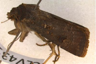 <i>Agrotis trux</i>