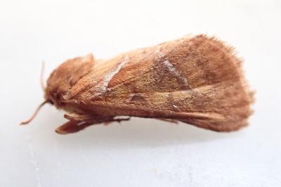 <i>Triodia sylvina</i>