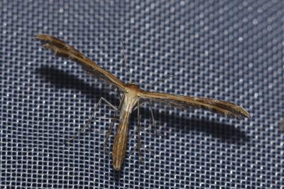 <i>Oxyptilus distans</i>