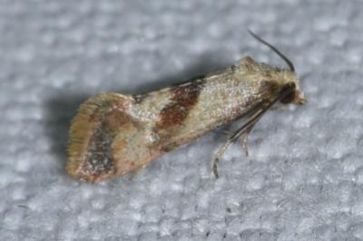 <i>Falseuncaria ruficiliana</i>