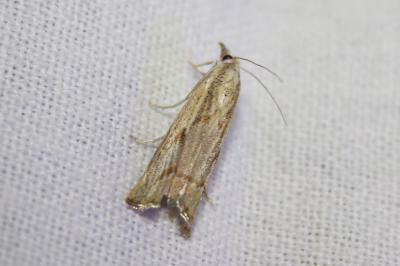 <i>Agriphila geniculea</i>