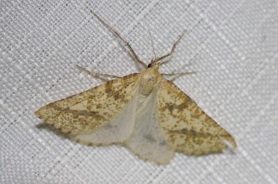<i>Aspitates ochrearia</i>
